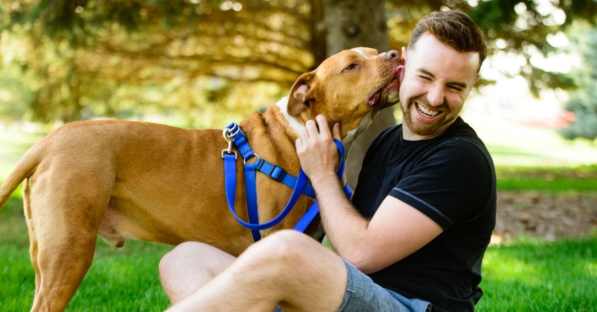 Pit bull in blue harness licking laughing owner in park explaining which dogs are dangerous