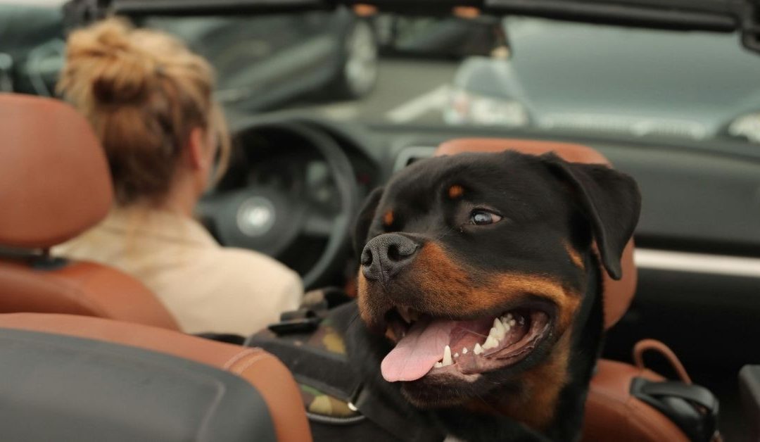 Which Dogs Are Dangerous? The Truth About Pit Bulls and Other Breeds