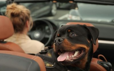 Which Dogs Are Dangerous? The Truth About Pit Bulls and Other Breeds