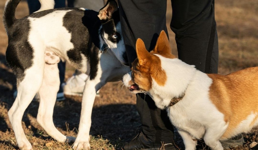Why Dogs Lick Everything and Attack: Causes and Solutions for Behavioral Problems