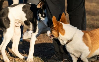 Why Dogs Lick Everything and Attack: Causes and Solutions for Behavioral Problems