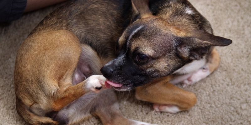 Small brown dog lying on a carpet licking its paw to demonstrate why a dog licks everything due to anxiety