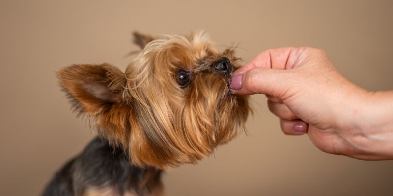 Small Yorkshire terrier taking a treat reward from a human hand explaining why a dog refuses to come when you call