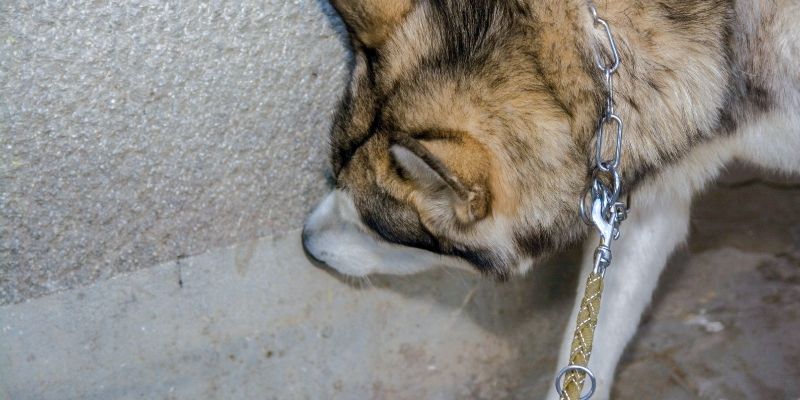 Dog on a leash sniffing near a wall corner explaining why a dog starts urinating indoors