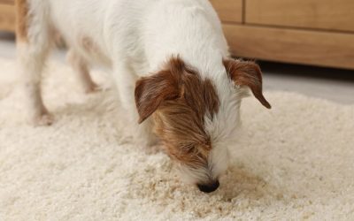 Why a Dog Starts Urinating Indoors After Previously Having Good Habits