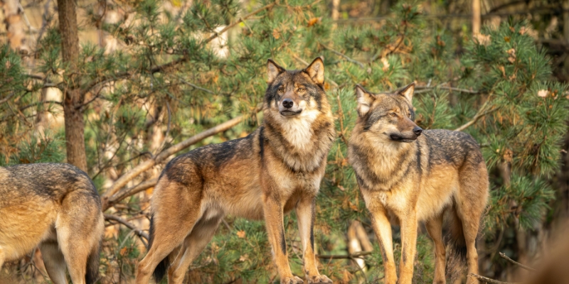 A strong wolf pack standing together vigilantly in a pine forest to demonstrate why a wounded wolf does not endanger the group