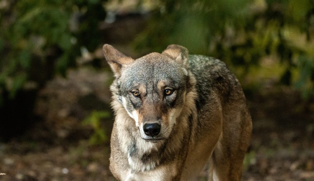 Why the Wounded Wolf Does Not Return to the Pack: A Lesson in Leadership and Healing
