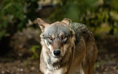 Why the Wounded Wolf Does Not Return to the Pack: A Lesson in Leadership and Healing