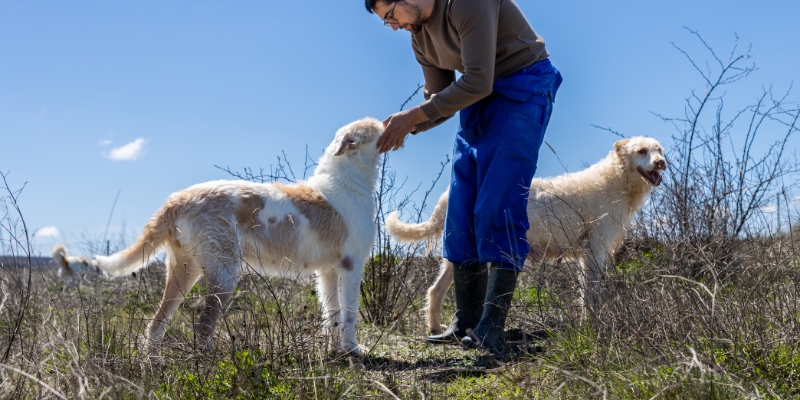 Male breeder examining two large white guard dogs outdoors to explain why are dogs bred with close relatives