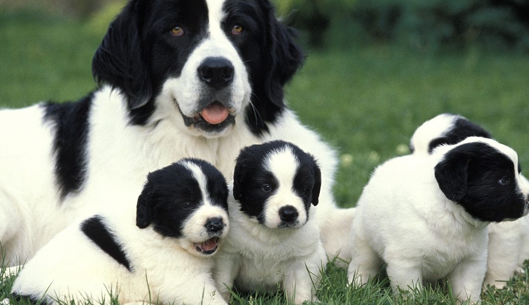Why Are Dogs Bred With Close Relatives? Uncovering Linebreeding and Genetics