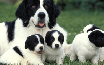Why Are Dogs Bred With Close Relatives? Uncovering Linebreeding and Genetics