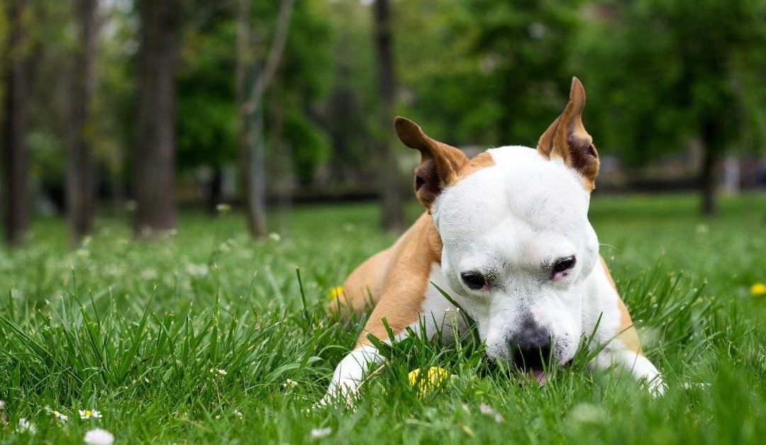 Why Do Dogs Eat Feces from Other Animals or Dogs?
