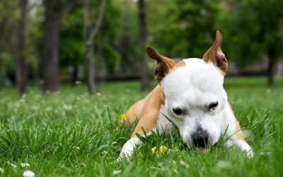 Why Do Dogs Eat Feces from Other Animals or Dogs?