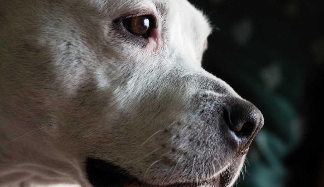 Close-up profile of a white dog turning its head away to show why does a dog turn its head away