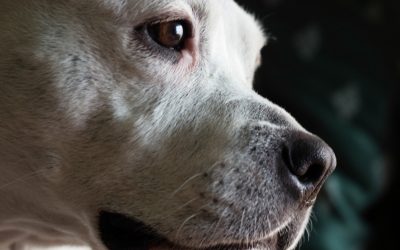Why Does a Dog Turn Its Head Away When We Speak to It? Understanding the Hidden Pressure