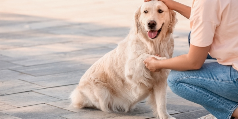 Person crouching and gently petting a golden retriever explaining why does a dog turn its head away