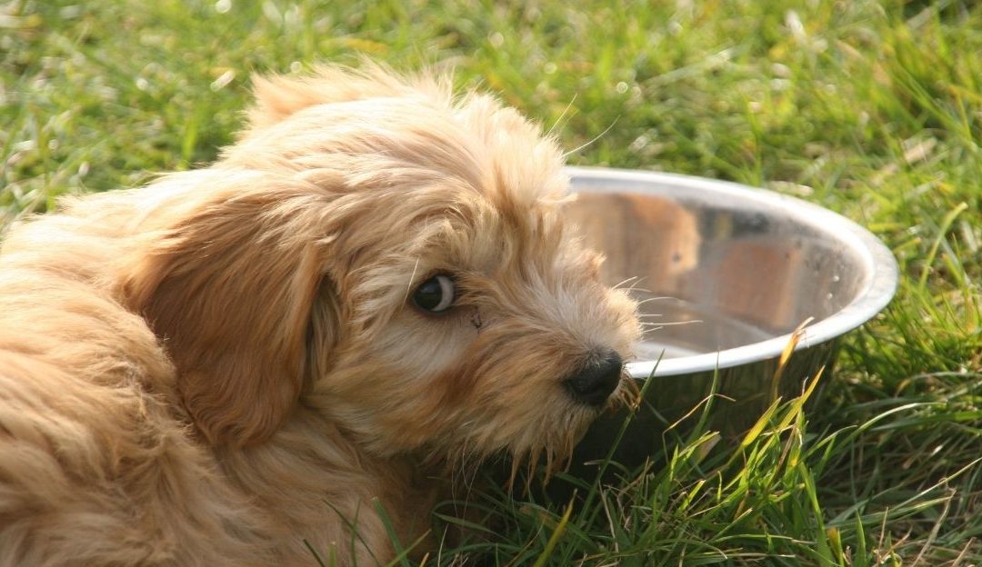 Why Does My Dog Not Drink Water? The Truth About Hydration That Tables Do Not See