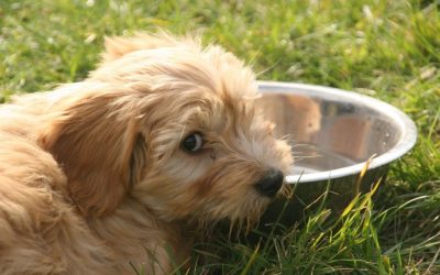 Why Does My Dog Not Drink Water? The Truth About Hydration That Tables Do Not See