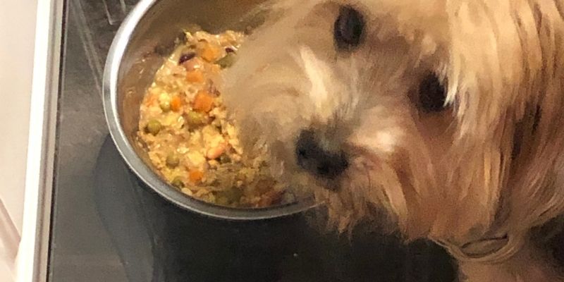 Small dog eating freshly prepared moist cooked food from a metal bowl to explain why does my dog not drink water