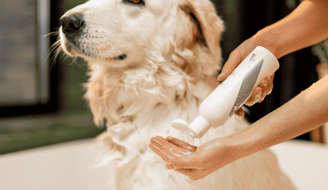 Why Dogs Smell After Bathing and How to Prevent It