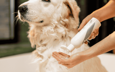Why Dogs Smell After Bathing and How to Prevent It