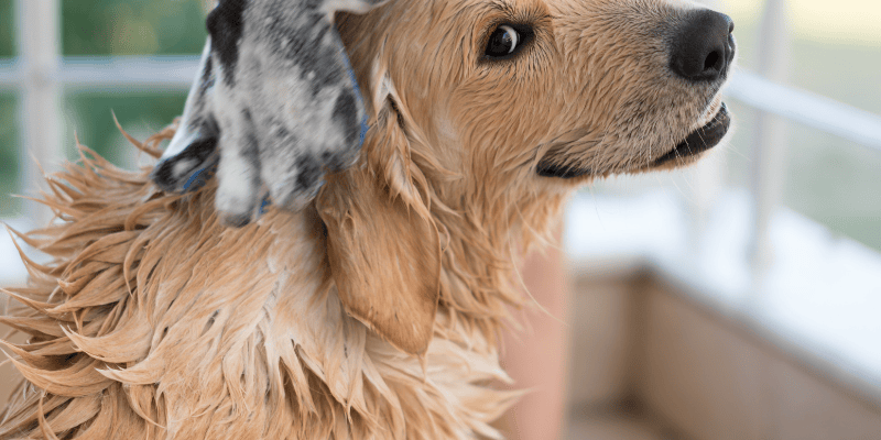 Grooming glove washing a wet golden retriever coat to demonstrate why does my dog smell after a bath