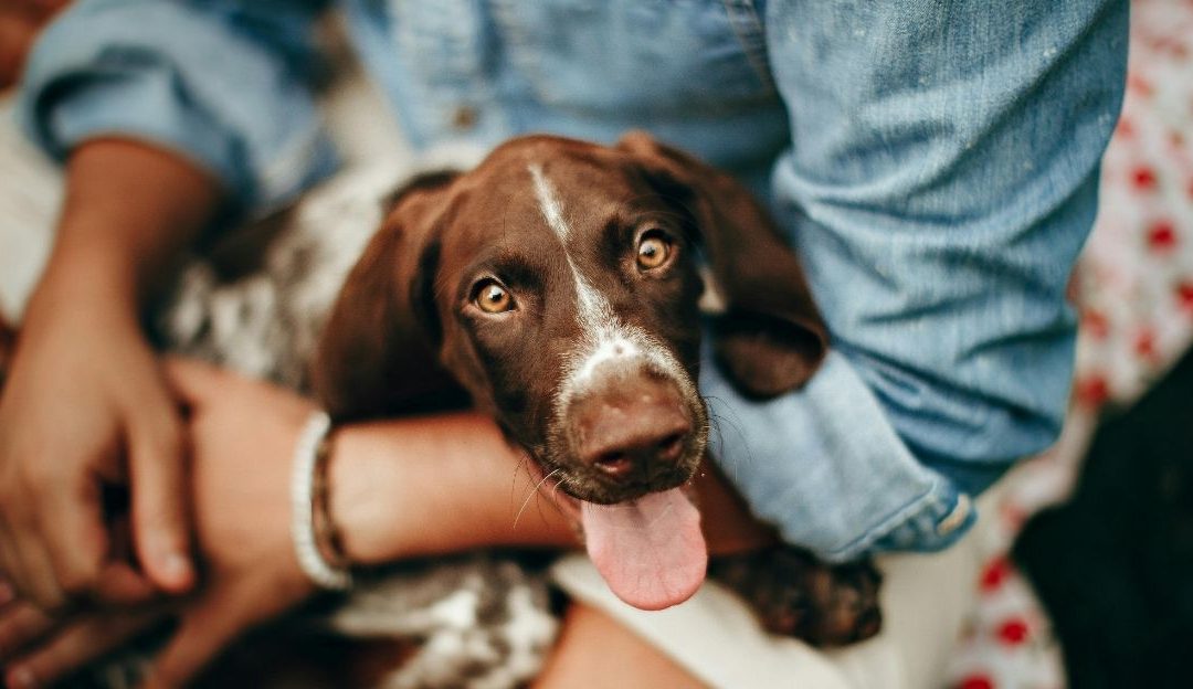 Brown and white puppy lying held in owner's lap showing why does my dog stick to me