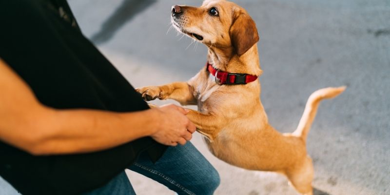 Tan dog jumping up on owner's hands asking why does my dog stick to me for affection