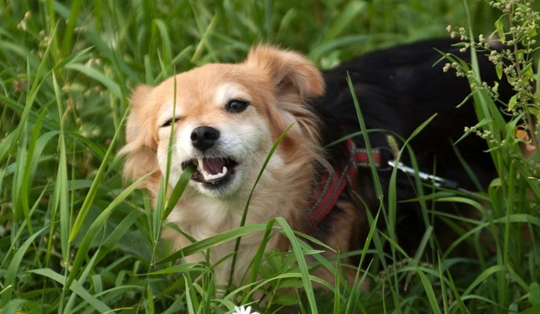 Small brown and black dog biting fresh green grass outdoors to show why dogs eat grass