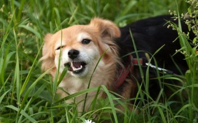 Why Dogs Eat Grass and How to Help with Digestion