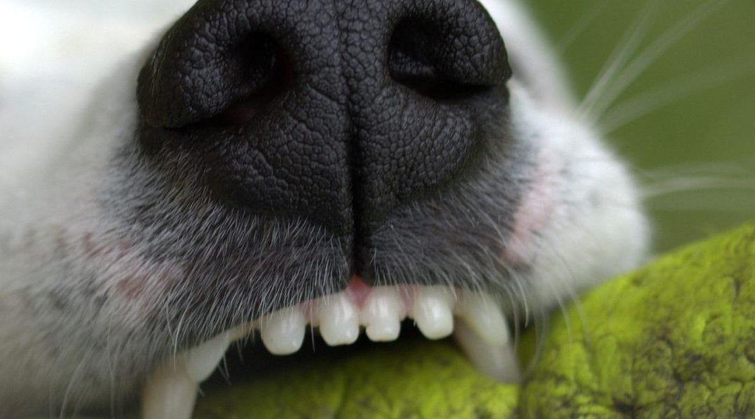 Why Dogs’ Teeth Become Loose
