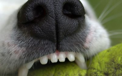 Why Dogs’ Teeth Become Loose