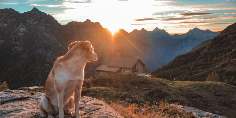 Light brown dog sitting on a rock in the mountains facing a golden sunset to show honoring a dog's memory