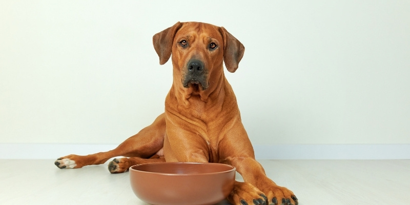 Large brown dog lying calmly on the floor behind an empty ceramic bowl to illustrate how predictable routines restore appetite