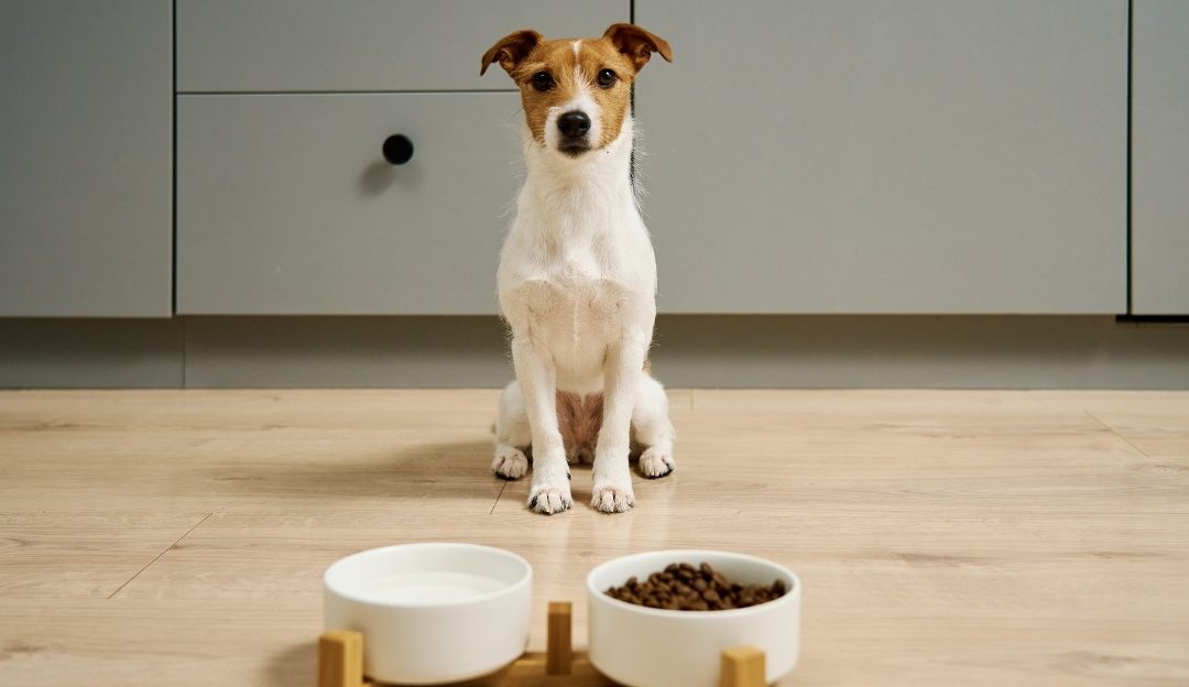 Why Won’t My Dog Eat if Everything Else Seems Normal?