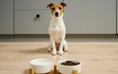 Why Won’t My Dog Eat if Everything Else Seems Normal?
