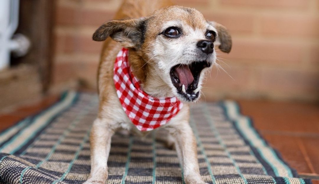 Your Dog Won’t Stop Barking: Why The Truth Owners Rarely Speak About
