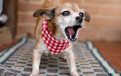 Your Dog Won’t Stop Barking: Why The Truth Owners Rarely Speak About