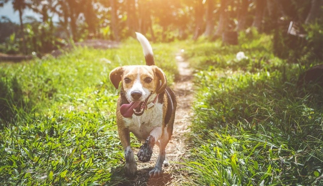 Happy beagle running on a dirt path in sunny grass illustrating a dog comes when the soul is ready