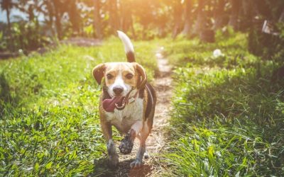 A Dog Comes When the Soul Is Ready