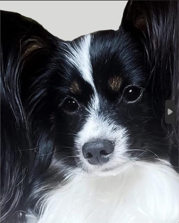 Close up portrait of Heni the Papillon dog illustrating a dog comes when the soul is ready