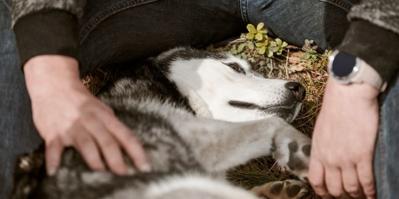 Husky dog peacefully lying on owner's lap illustrating a dog comes when the soul is ready