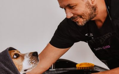 Why Change a Recipe That Delivers Results? The Truth About Dog Grooming and Nutrition