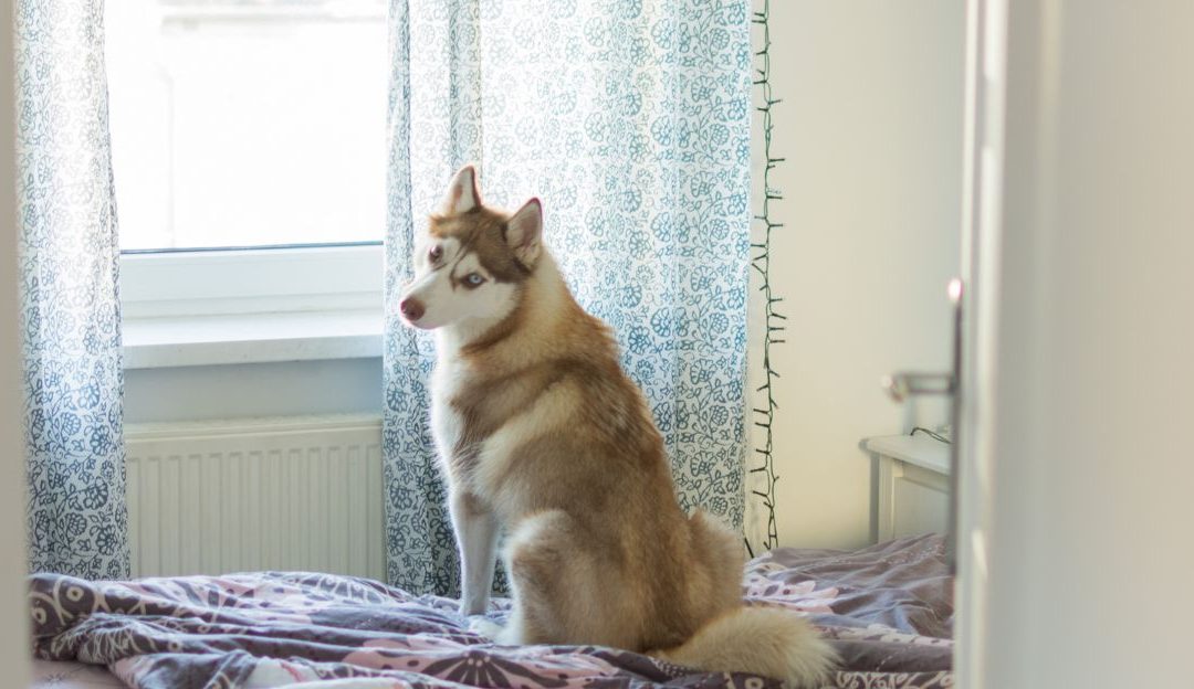 He Didn’t Need Alaska, He Needed a New Understanding: The Story of a Husky on the 23rd Floor in Miami