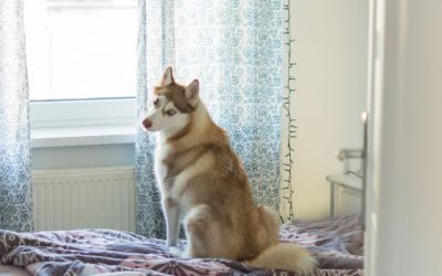 He Didn’t Need Alaska, He Needed a New Understanding: The Story of a Husky on the 23rd Floor in Miami