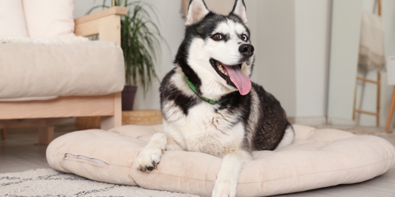 Happy husky lying relaxed on a cushion supporting husky in miami apartment adaptability