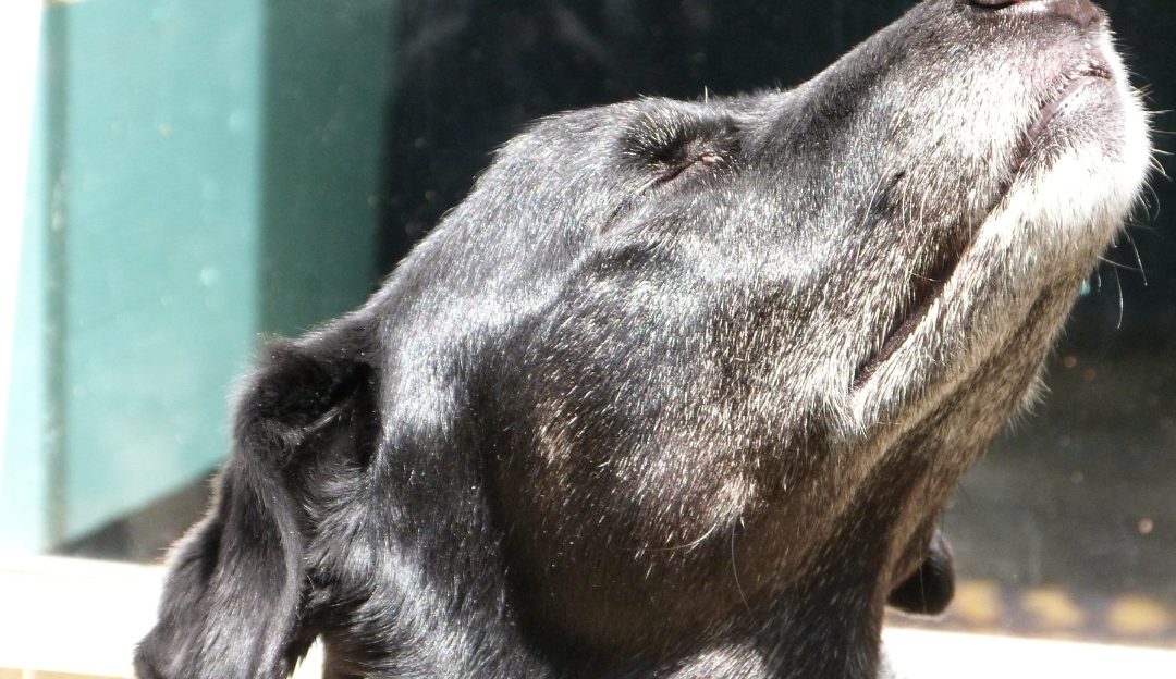 Black dog raising head to smell air reflecting the scent of the downfall of modern love