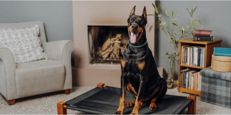 Doberman sitting in a modern living room illustrating the scent of the downfall of modern love home setting