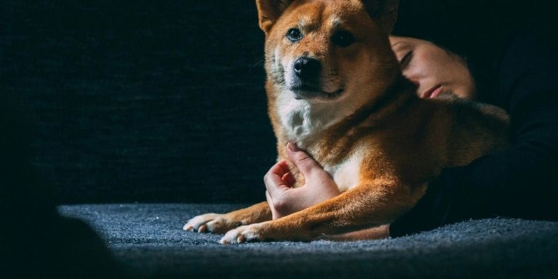 Owner gently holding Shiba Inu dog demonstrating true price of an obedient dog built on love