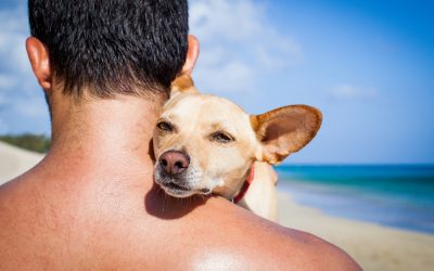 Truly Feel Your Dog: How Our Inner Energy Shapes Their Reality
